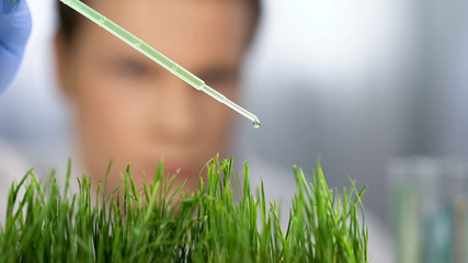 Scientist dews crops with diluted mineral fertilizers, eco product development