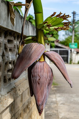 banana flower101