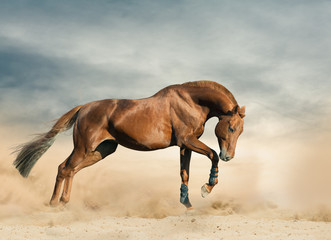 Fototapeta premium Beautiful sportive stallion