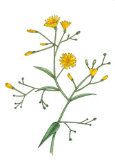 Yellow flowers isolated on white background.