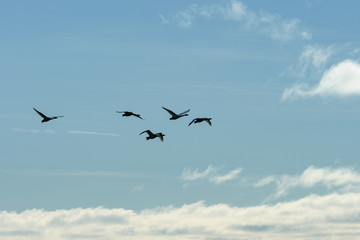 Silhouettes of a group of whopper swans
