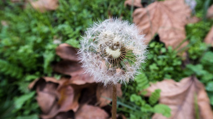 dandelion in the forest