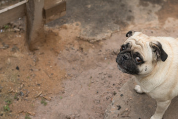 Obraz premium Close up of cute dog pug
