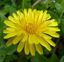 fluffy yellow dandelion flower spring summer bud close-up macro on green background summer sunny...