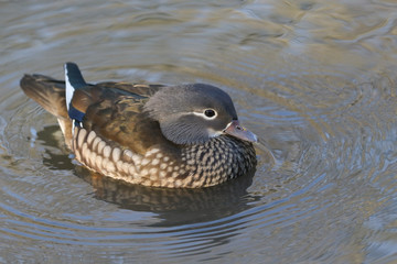 A wild female Mandarin duck (Aix galericulata) swimming on a lake in the UK.	