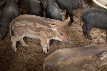 Wild boar piglets in farm