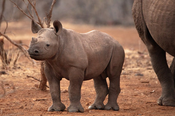 Baby Black Rhino