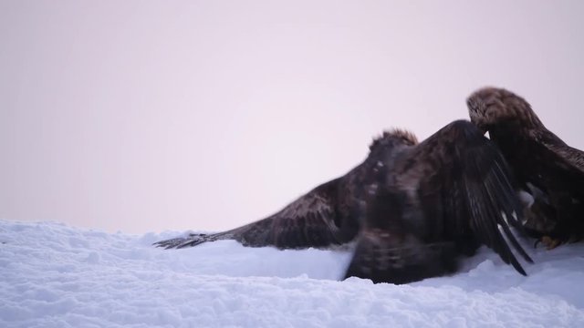 Two golden eagles fighting in snow, Telemark, Norway