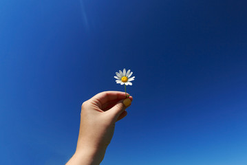 Camomile flower on a background of blue sky. Sunny day, copy space.
