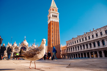 Seagull walks around square San Marco, Venice Italy