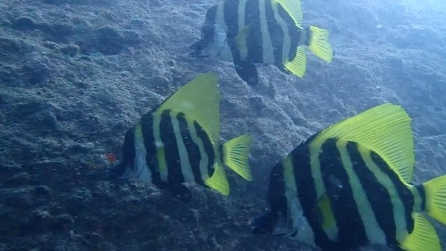 Striped Boarfish swimming leisurely under the sea.