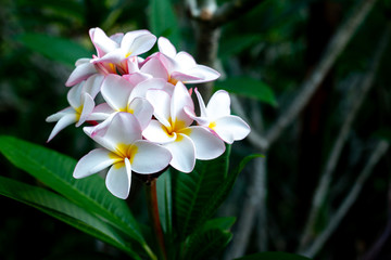 Frangipani Tropical Spa Flower. Plumeria flower on plant