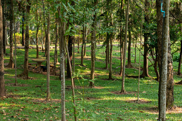 Obraz premium Different trees in Asia park