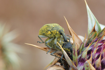 Larinus sturnus; Curculionidae; Rüsselkäfer