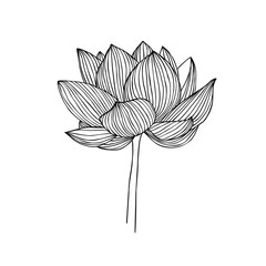 Linear water lily flower. Lotus vector illustration