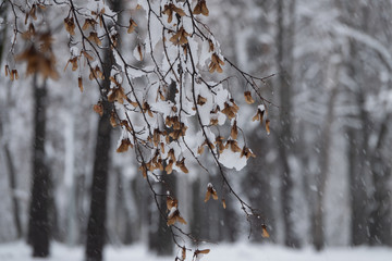 snow covered branches in the park covered with snow on a blurred background of trees.