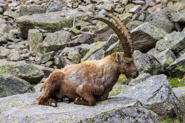 stambecco nel parco nazionale del Gran Paradiso	