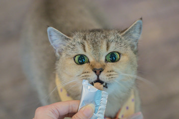 Feeding time for kitty.Cat eat from hand woman.