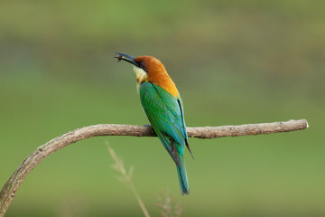 chestnut-headed bee-eater. Merops leschenaulti, or bay-headed bee-eater, is a near passerine bird in  bee-eater family Meropidae. It is a resident breeder in  Indian subcontinent &adjoinining regions 