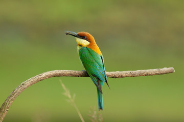 chestnut-headed bee-eater. Merops leschenaulti, or bay-headed bee-eater, is a near passerine bird in  bee-eater family Meropidae. It is a resident breeder in  Indian subcontinent &adjoinining regions 