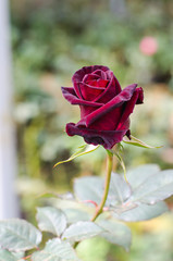 red rose in garden