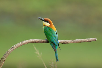 chestnut-headed bee-eater. Merops leschenaulti, or bay-headed bee-eater, is a near passerine bird...