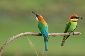 chestnut-headed bee-eater. Merops leschenaulti, or bay-headed bee-eater, is a near passerine bird in  bee-eater family Meropidae. It is a resident breeder in  Indian subcontinent &adjoinining regions 