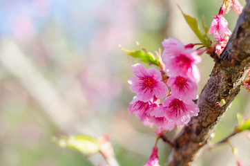 pink flowers in spring