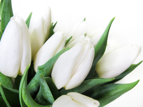 white tulips. Beautiful tulip macro close-up shot bouquet from Holland auction Alsmeer.