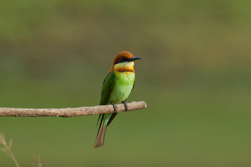 chestnut-headed bee-eater. Merops leschenaulti, or bay-headed bee-eater, is a near passerine bird in  bee-eater family Meropidae. It is a resident breeder in  Indian subcontinent &adjoinining regions 