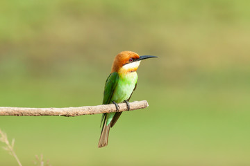 chestnut-headed bee-eater. Merops leschenaulti, or bay-headed bee-eater, is a near passerine bird in  bee-eater family Meropidae. It is a resident breeder in  Indian subcontinent &adjoinining regions 