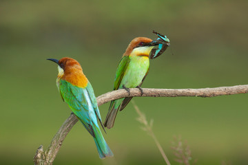 chestnut-headed bee-eater. Merops leschenaulti, or bay-headed bee-eater, is a near passerine bird in the bee-eater family Meropidae. It is a resident breeder in  Indian subcontinent &adjoining regiion