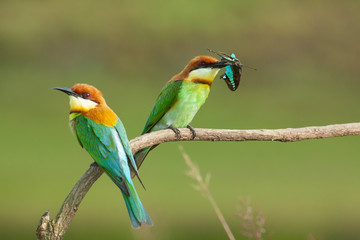 chestnut-headed bee-eater. Merops leschenaulti, or bay-headed bee-eater, is a near passerine bird in the bee-eater family Meropidae. It is a resident breeder in  Indian subcontinent &adjoining regiion