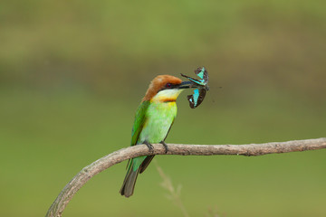 chestnut-headed bee-eater. Merops leschenaulti, or bay-headed bee-eater, is a near passerine bird in the bee-eater family Meropidae. It is a resident breeder in  Indian subcontinent &adjoining regiion