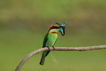 chestnut-headed bee-eater. Merops leschenaulti, or bay-headed bee-eater, is a near passerine bird in the bee-eater family Meropidae. It is a resident breeder in  Indian subcontinent &adjoining regiion