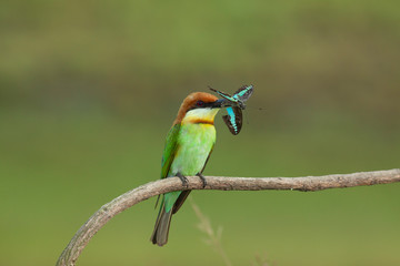 chestnut-headed bee-eater. Merops leschenaulti, or bay-headed bee-eater, is a near passerine bird in the bee-eater family Meropidae. It is a resident breeder in  Indian subcontinent &adjoining regiion