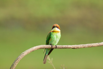 chestnut-headed bee-eater. Merops leschenaulti, or bay-headed bee-eater, is a near passerine bird in the bee-eater family Meropidae. It is a resident breeder in  Indian subcontinent &adjoining regiion