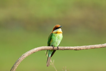 chestnut-headed bee-eater. Merops leschenaulti, or bay-headed bee-eater, is a near passerine bird in the bee-eater family Meropidae. It is a resident breeder in  Indian subcontinent &adjoining regiion