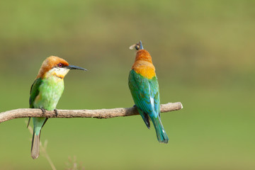 chestnut-headed bee-eater. Merops leschenaulti, or bay-headed bee-eater, is a near passerine bird in the bee-eater family Meropidae. It is a resident breeder in  Indian subcontinent &adjoining regiion