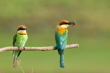 Obraz premium chestnut-headed bee-eater. Merops leschenaulti, or bay-headed bee-eater, is a near passerine bird in the bee-eater family Meropidae. It is a resident breeder in Indian subcontinent &adjoining regiion