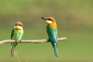 chestnut-headed bee-eater. Merops leschenaulti, or bay-headed bee-eater, is a near passerine bird...