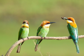 chestnut-headed bee-eater. Merops leschenaulti, or bay-headed bee-eater, is a near passerine bird in the bee-eater family Meropidae. It is a resident breeder in  Indian subcontinent &adjoining regiion
