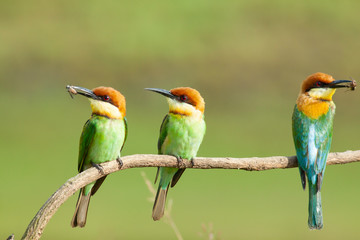 chestnut-headed bee-eater. Merops leschenaulti, or bay-headed bee-eater, is a near passerine bird in the bee-eater family Meropidae. It is a resident breeder in  Indian subcontinent &adjoining regiion