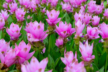 Fototapeta premium Pink Siam Tulip or Krachai flower field blooming background at Thailand