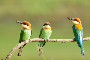 chestnut-headed bee-eater. Merops leschenaulti, or bay-headed bee-eater, is a near passerine bird in the bee-eater family Meropidae. It is a resident breeder in  Indian subcontinent &adjoining regiion