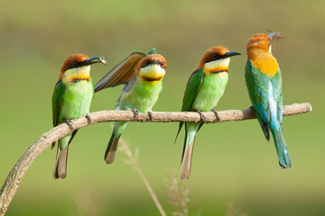 chestnut-headed bee-eater. Merops leschenaulti, or bay-headed bee-eater, is a near passerine bird in the bee-eater family Meropidae. It is a resident breeder in  Indian subcontinent &adjoining regiion