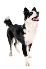 yakutian laika in studio