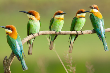 chestnut-headed bee-eater. Merops leschenaulti, or bay-headed bee-eater, is a near passerine bird in the bee-eater family Meropidae. It is a resident breeder in  Indian subcontinent &adjoining regiion