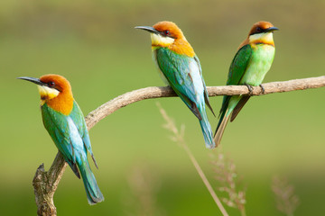 chestnut-headed bee-eater. Merops leschenaulti, or bay-headed bee-eater, is a near passerine bird...