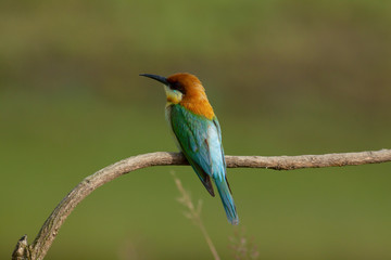 chestnut-headed bee-eater. Merops leschenaulti, or bay-headed bee-eater, is a near passerine bird in the bee-eater family Meropidae. It is a resident breeder in  Indian subcontinent &adjoining regiion